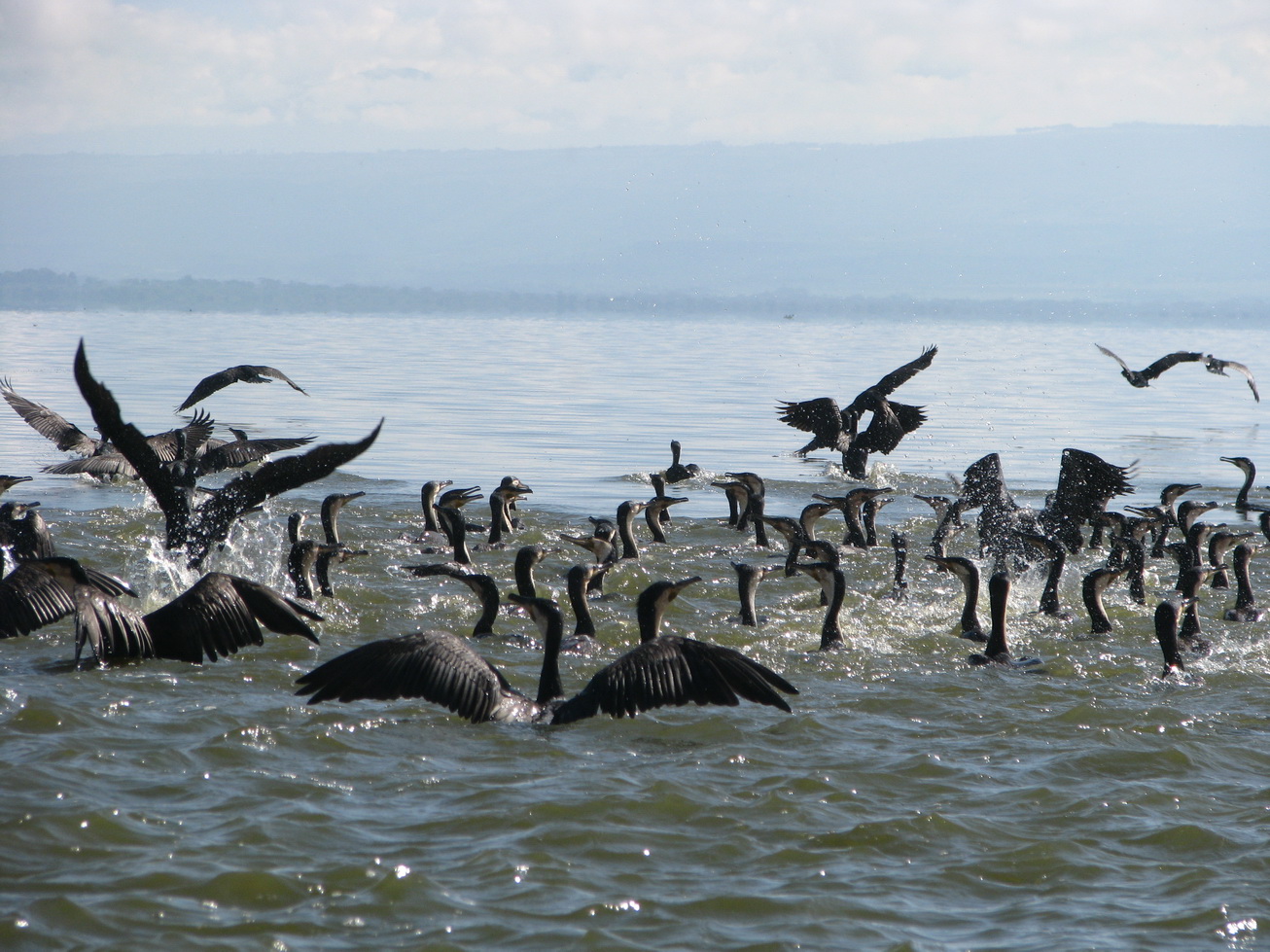 Jezero Naivasha, kormorani
