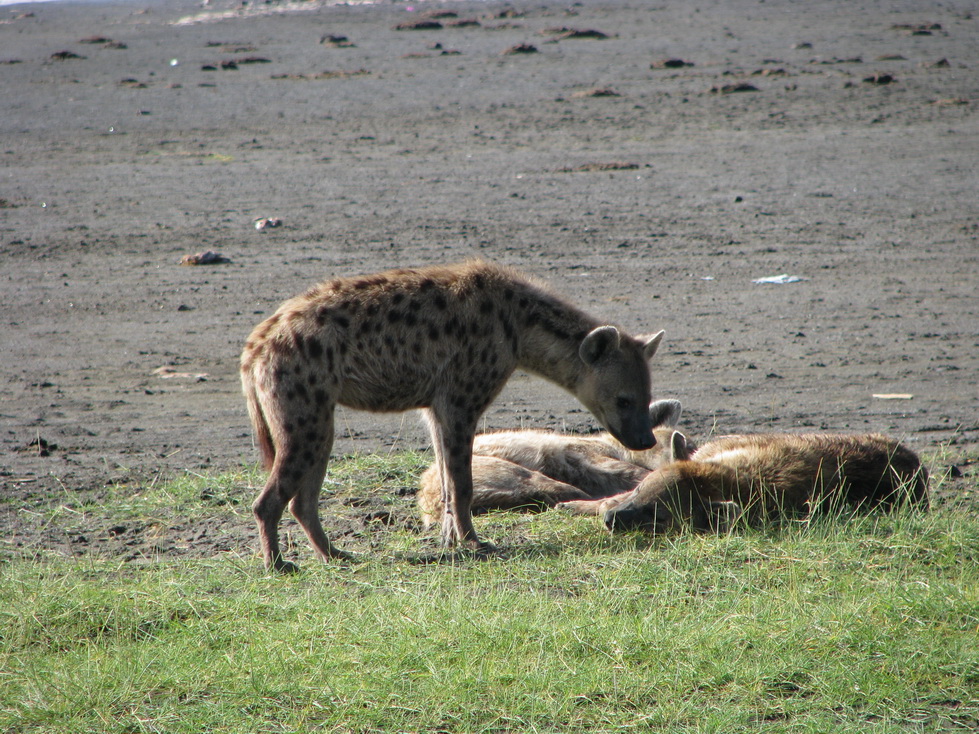 Nakuru, hijene
