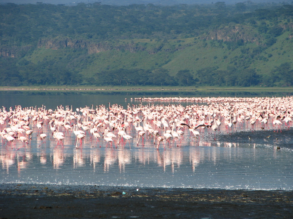 Jezero Nakuru, flamingosi