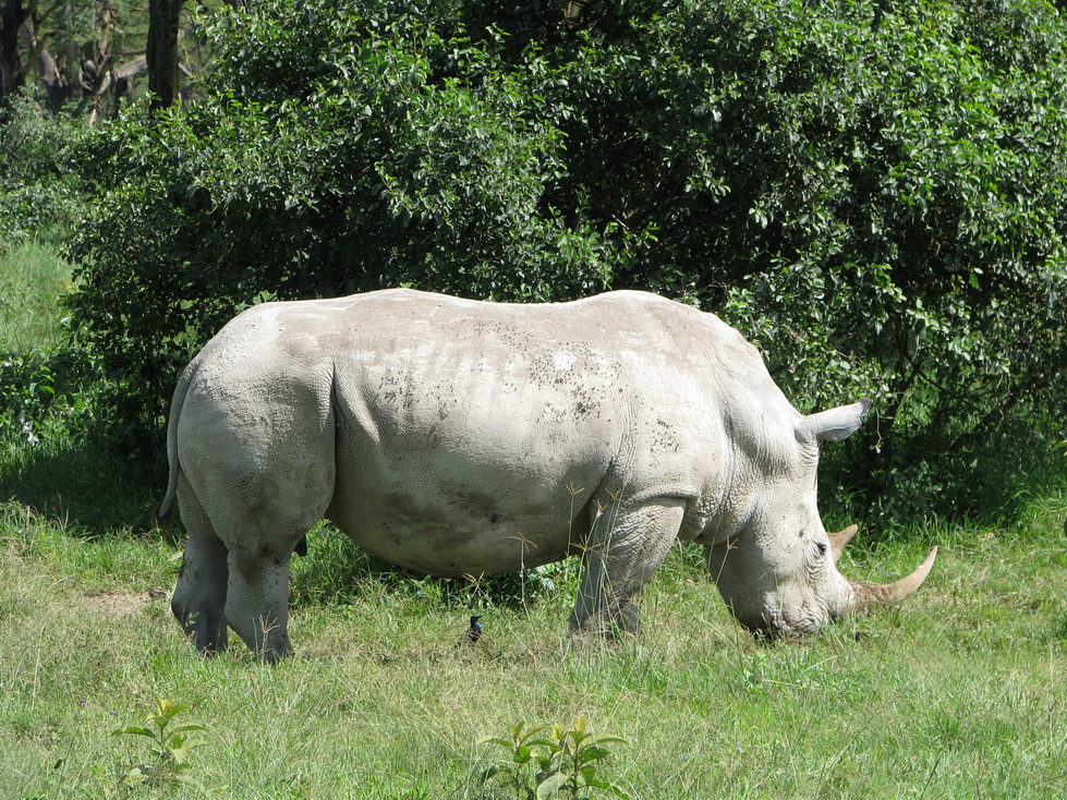 Nakuru, bijeli nosorog