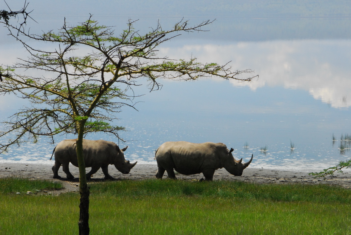 Nakuru, nosorog
