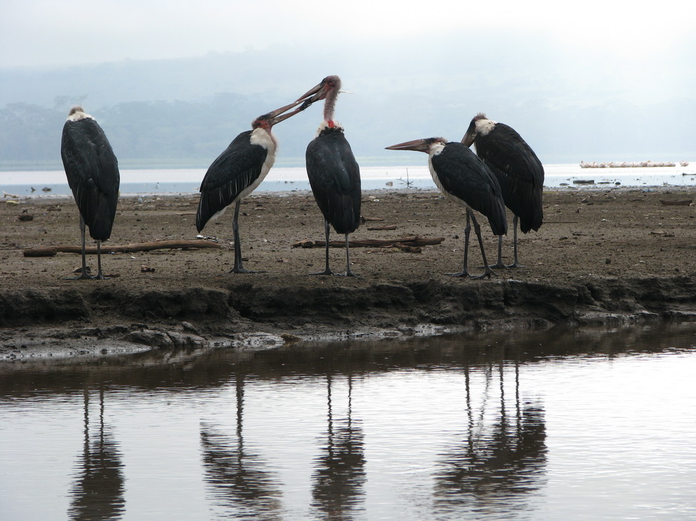 Jezero Nakuru, marabu