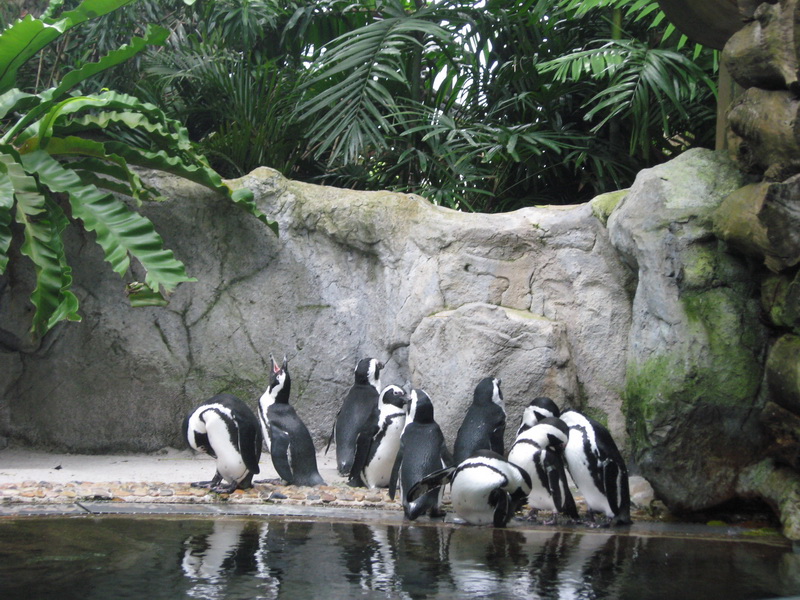Singapore Zoo 17