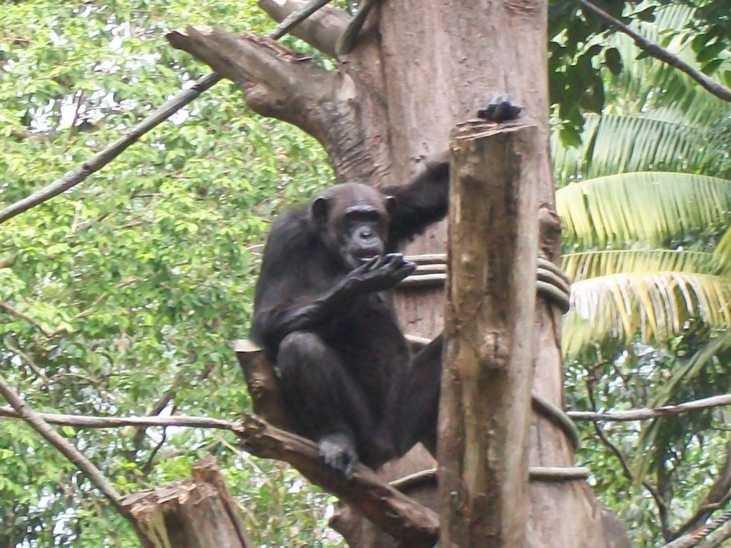Singapore Zoo 35